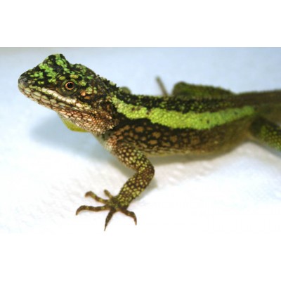 Япалура великолепная (Japalura splendida) Япалура великолепная (Japalura splendida)