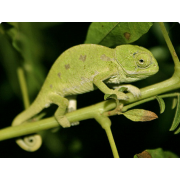 Хамелеон обыкновенный (Chamaeleo chamaeleon)