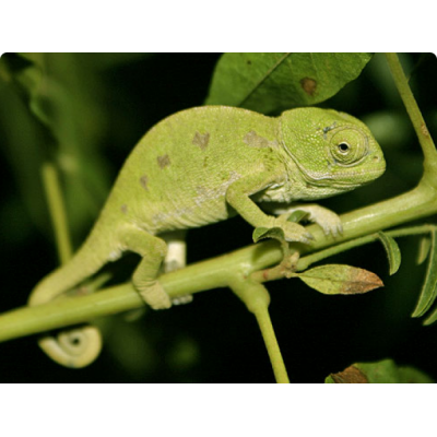 Хамелеон обыкновенный (Chamaeleo chamaeleon) Хамелеон обыкновенный (Chamaeleo chamaeleon)