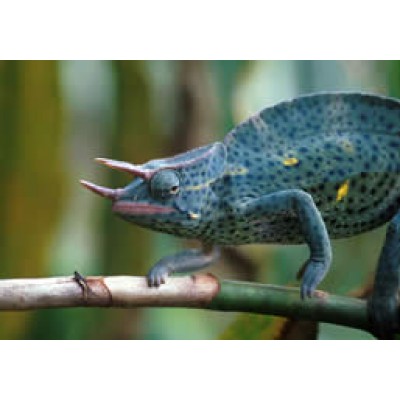 Хамелеон деременский (Chamaeleo Deremensis) Хамелеон деременский (Chamaeleo Deremensis)