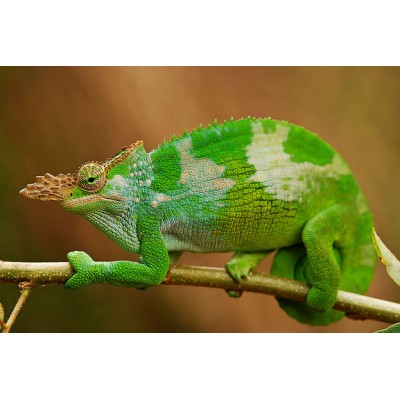 Хамелеон Фишера (Chamaeleo fischeri) Хамелеон Фишера (Chamaeleo fischeri)