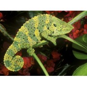 Хамелеон Меллера (Chamaeleo melleri)