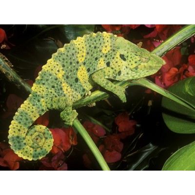 Хамелеон Меллера (Chamaeleo melleri) Хамелеон Меллера (Chamaeleo melleri)