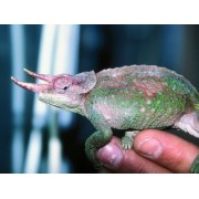 Хамелеон Вернери (Chamaeleo werneri)