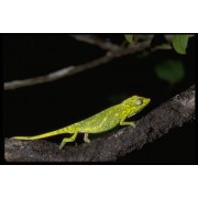 Хамелеон мадагаскарский полосатый (Calumma gastrotaenia)