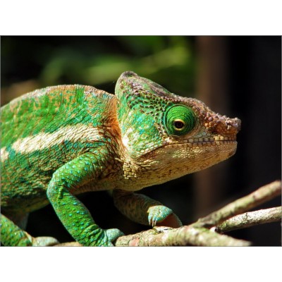 Хамелеон Глобифер (Calumma globifer) Хамелеон Глобифер (Calumma globifer)