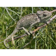 Хамелеон Мальта (Calumma malthe)