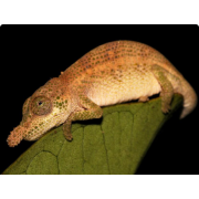 Хамелеон мадагаскарский носатый (Calumma nasutum)