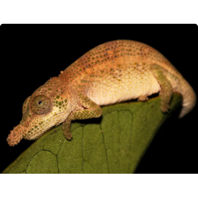Хамелеон мадагаскарский носатый (Calumma nasutum) Хамелеон мадагаскарский носатый (Calumma nasutum)