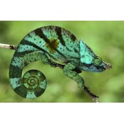 Хамелеон Парсони (Calumma parsonii)