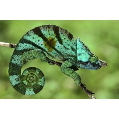 Хамелеон Парсони (Calumma parsonii) Хамелеон Парсони (Calumma parsonii)