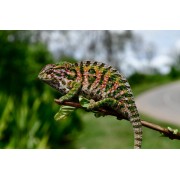 Хамелеон ковровый (Furcifer lateralis)