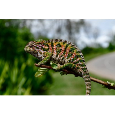 Хамелеон ковровый (Furcifer lateralis) Хамелеон ковровый (Furcifer lateralis)