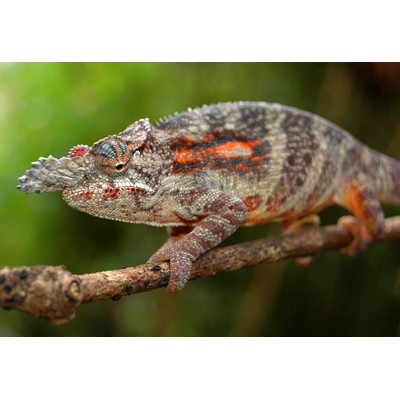 Хамелеон малый(Furcifer minor) Хамелеон малый(Furcifer minor)