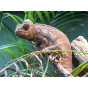 Хамелеон осталети, или гигантский хамелеон (Furcifer oustaleti)