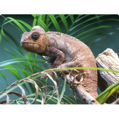 Хамелеон осталети, или гигантский хамелеон (Furcifer oustaleti) Хамелеон осталети, или гигантский хамелеон (Furcifer oustaleti)