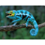 Хамелеон пантеровый (Furcifer pardalis)