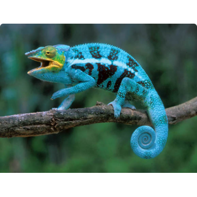 Хамелеон пантеровый (Furcifer pardalis) Хамелеон пантеровый (Furcifer pardalis)