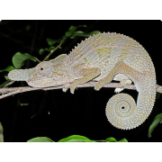 Хамелеон носорог (Furcifer rhinoceratus)