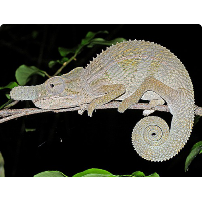 Хамелеон носорог (Furcifer rhinoceratus) Хамелеон носорог (Furcifer rhinoceratus)