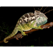 Хамелеон бородавчатый (Furcifer verrucosus)