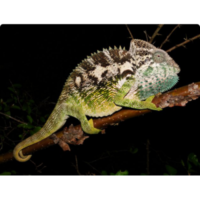 Хамелеон бородавчатый (Furcifer verrucosus) Хамелеон бородавчатый (Furcifer verrucosus)