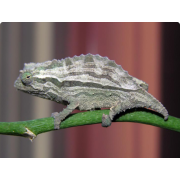 Хамелеон африканский карликовый (Rhampholeon brevicaudatus)