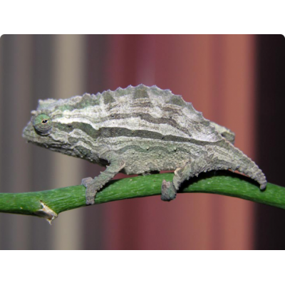Хамелеон африканский карликовый (Rhampholeon brevicaudatus) Хамелеон африканский карликовый (Rhampholeon brevicaudatus)