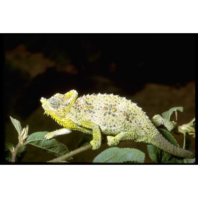 Хамелеон трехрогий (Trioceros hoehnelii) Хамелеон трехрогий (Trioceros hoehnelii)