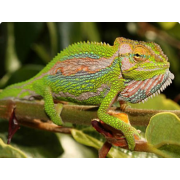 Хамелеон карликовый (Bradypodion pumilum)