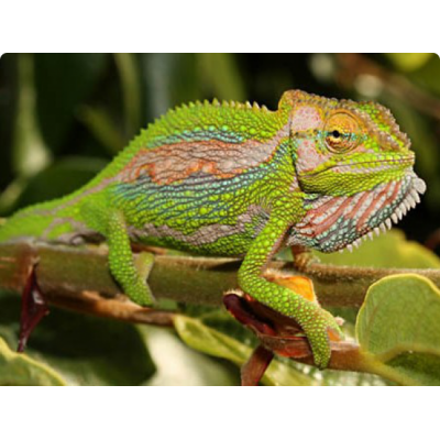 Хамелеон карликовый (Bradypodion pumilum) Хамелеон карликовый (Bradypodion pumilum)