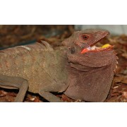 Дракон лесной новогвинейский (Hypsilurus dilophus)