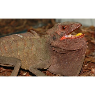 Дракон лесной новогвинейский (Hypsilurus dilophus) Дракон лесной новогвинейский (Hypsilurus dilophus)