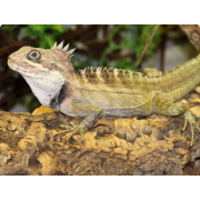 Дракон лесной Годфруа (Hypsilurus godeffroyi)