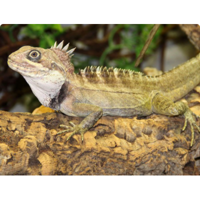 Дракон лесной Годфруа (Hypsilurus godeffroyi) Дракон лесной Годфруа (Hypsilurus godeffroyi)