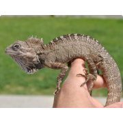 Дракон черногубый лесной (Hypsilurus nigrigularis)