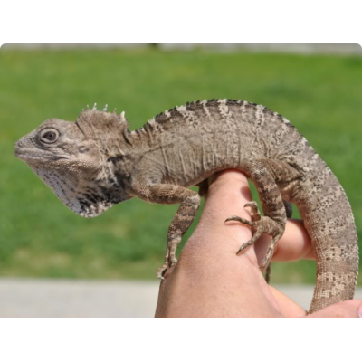 Дракон черногубый лесной (Hypsilurus nigrigularis) Дракон черногубый лесной (Hypsilurus nigrigularis)