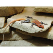 Императорский платизавр (Platysaurus imperator)