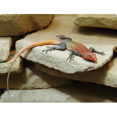 Императорский платизавр (Platysaurus imperator) Императорский платизавр (Platysaurus imperator)