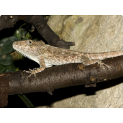 Хамелеолис бородатый  (Chamaeleolis barbatus)