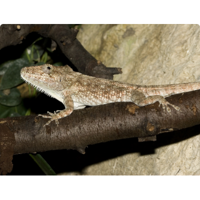 Хамелеолис бородатый (Chamaeleolis barbatus) Хамелеолис бородатый (Chamaeleolis barbatus)