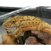 Хамелеолис поркус (Chamaeleolis porcus)