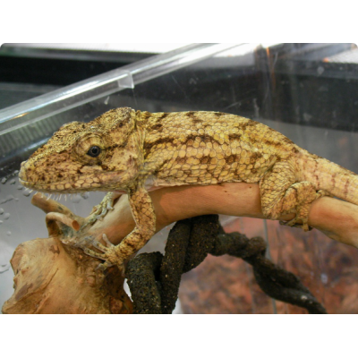 Хамелеолис поркус (Chamaeleolis porcus) Хамелеолис поркус (Chamaeleolis porcus)