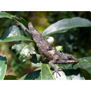 Агама цейлонская живородящая (Cophotis ceylanica)