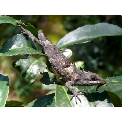 Агама цейлонская живородящая (Cophotis ceylanica) Агама цейлонская живородящая (Cophotis ceylanica)