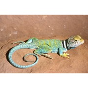 Игуана ошейниковая (Crotaphytus collaris)