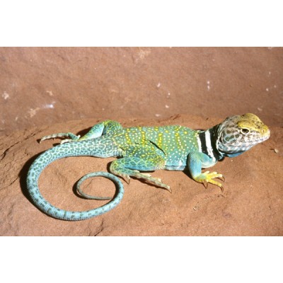 Игуана ошейниковая (Crotaphytus collaris) Игуана ошейниковая (Crotaphytus collaris)