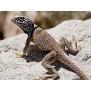 Игуана ошейниковая двукольчатая (Crotaphytus bicinctores)