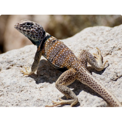 Игуана ошейниковая двукольчатая (Crotaphytus bicinctores) Игуана ошейниковая двукольчатая (Crotaphytus bicinctores)