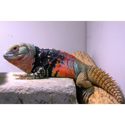 Игуана мексиканская шипохвостая (Ctenosaura alfredschmidti) Игуана мексиканская шипохвостая (Ctenosaura alfredschmidti)